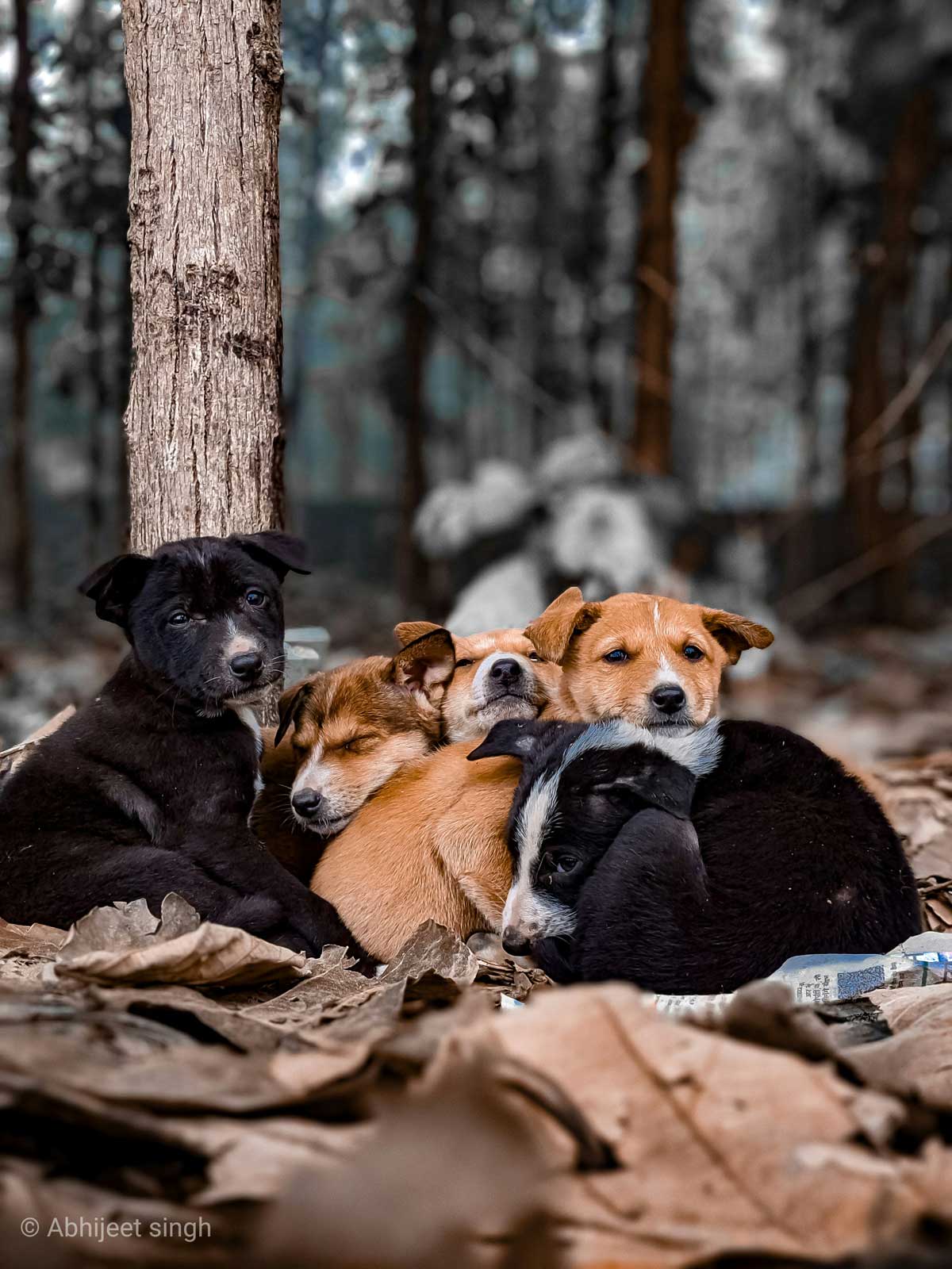 Hund im Gr&uuml;nen