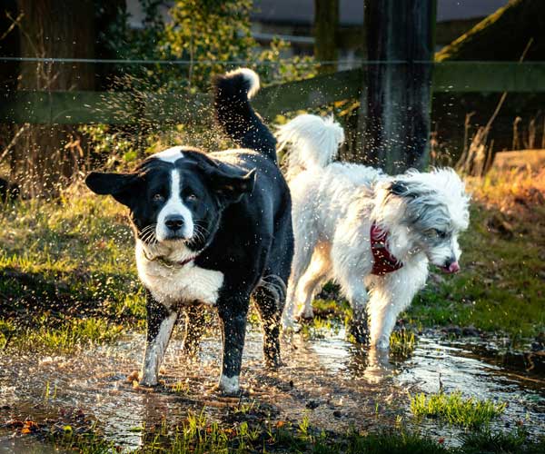 Laufende Hunde